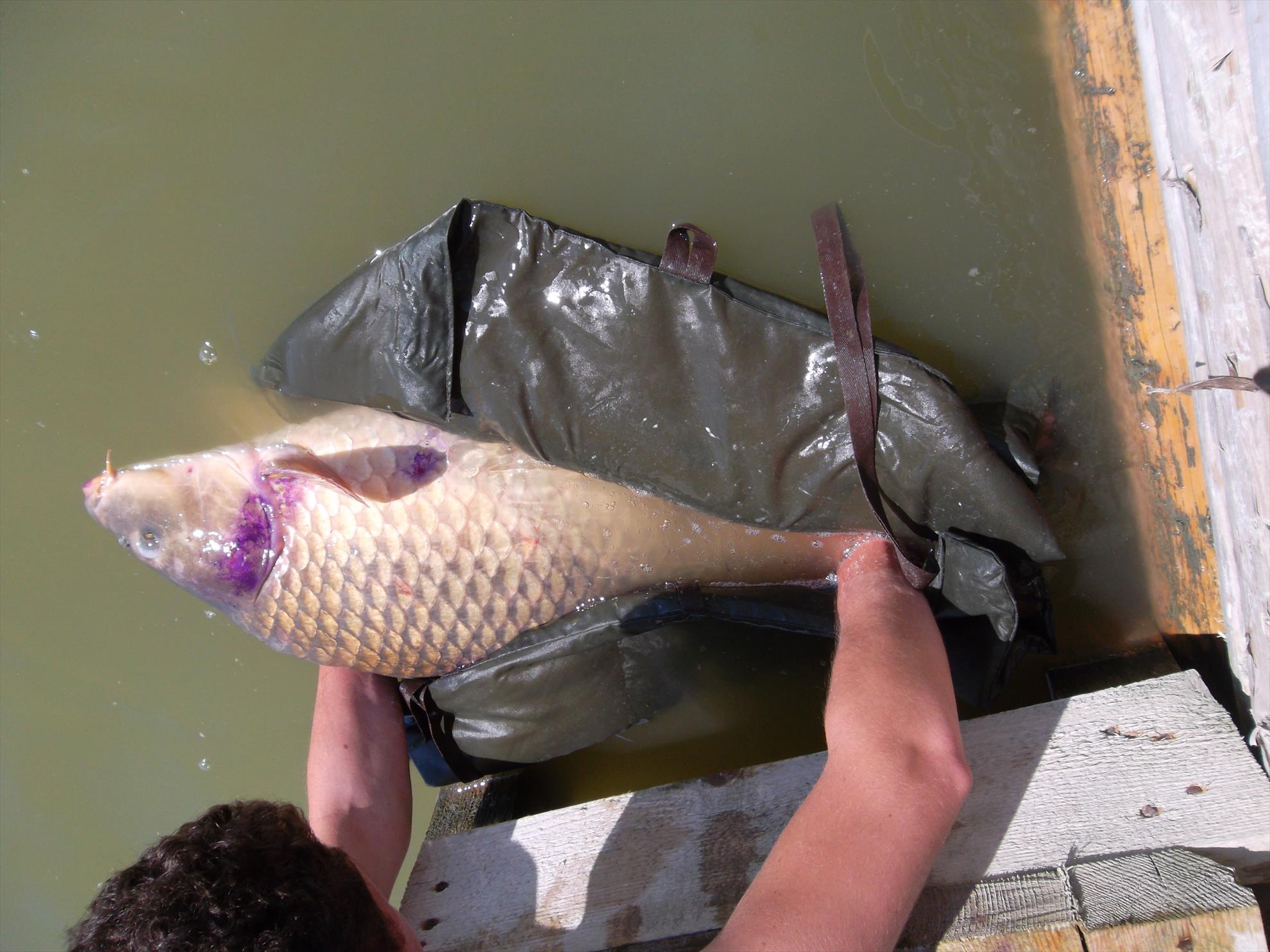 Corbu II 18 - 19 mai 2014 - sam3527.JPG